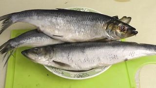 Малосольная селёдка по-Корейски, ароматная, острая