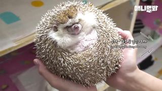 ㅣHedgehog Is So Big You Need Both Hands To Hold Him