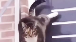 These funny cats