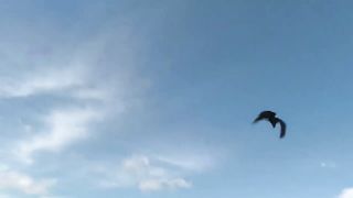 Необычный питомец_ можно ли приручить ворона.