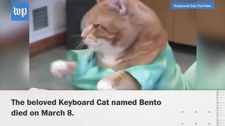 A look back at the life of Bento, the Keyboard Cat