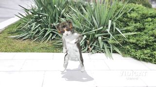 Cat and Dog dancing