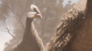History The Shameful War ! Australia Loses to Emu