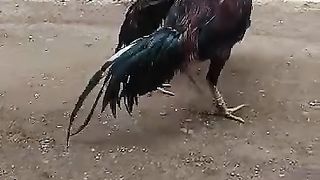 Pukul sakit part 1