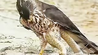 Attack goes wrong