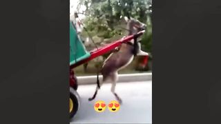 Funny video