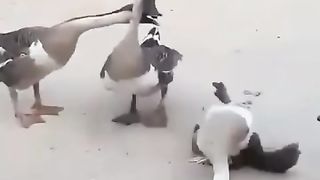 FUNNY