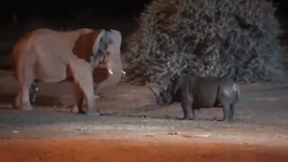 A fight between an elephant and a rhinoceros. Драка между слоном и носорогом.
