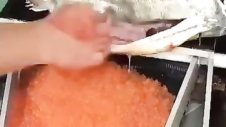 maintain fish conservation
