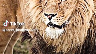 Attitude