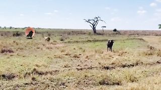Male_lion_hunting_buffalo