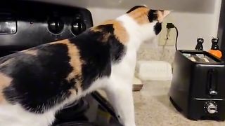 Funny animals