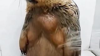 The way this marmot turns during a shower.