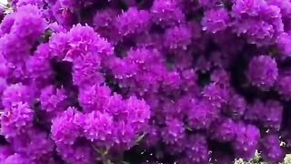 Purple rhododendron ...