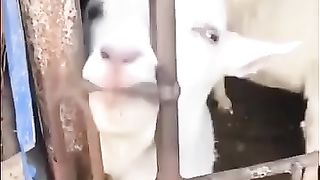 Funny ???? goat