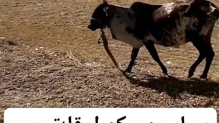 Funny cow