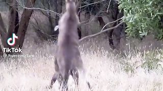 Kangaroo boxing|fighting|