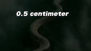 LONGEST SNAKE