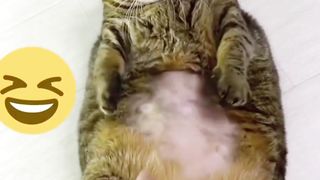 Cat funny talkingtom