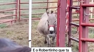 Pense num jumentinho esperto