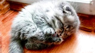 Бабушка закричала от ужаса, когда увидела в кого превратился подобранный котёнок.