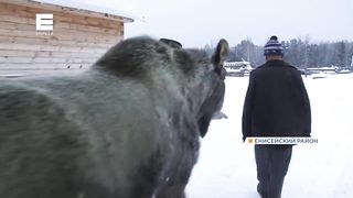 Фермер в Красноярском крае приютил и выходил лосёнка.