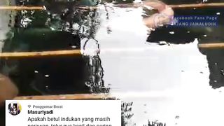 Fakta tentang induk lele betina dara ( perawan )