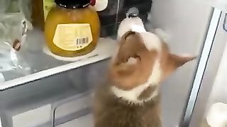 Эй, толстяк, слезь с меня!