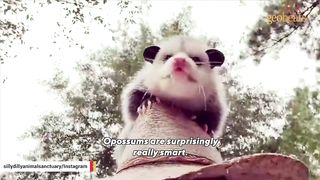 This man raised an opossum. Now he thinks they are smarter than dogs.