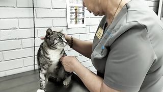Кот жалуется доктору что болеет - ветклиника Добрый Доктор.