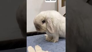 VIDÉO 14 // Greeting my Bunny in the Morning.