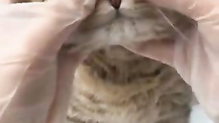 cat being massaged