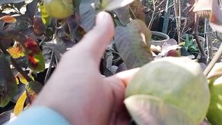 ماشاءاللہ اتنا پیارا پھل دیکھیں