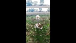 Funny animal videos 2024 - Funny cats-dogs - Funny animals