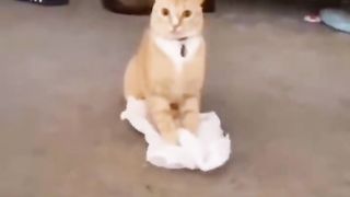funny animal