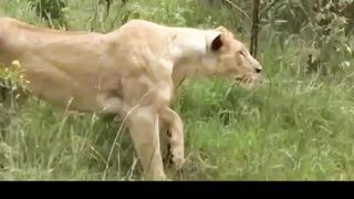 Warthog tree vs Lion