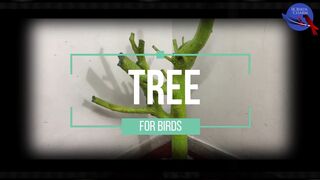 07 GREEN TREE STAND