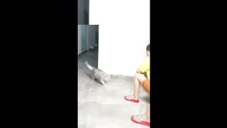 Funny animal videos 2024 - Funny cats-dogs - Funny animals