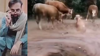 Cow struggle to save her life