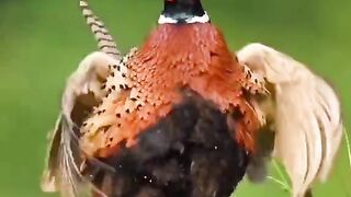 Beautiful Animals. Khubsurat Hewan