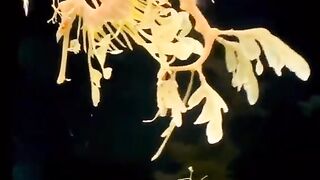 سبحان الله و بحمده