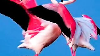 سبحان اللہ وبحمدہ سبحان اللہ العظیم
