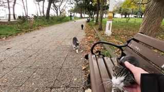surrounded by cats