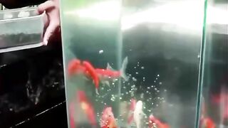 Beautifull fish