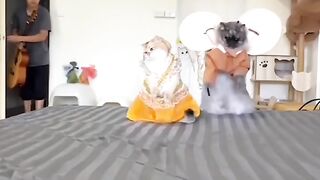 Cute cats