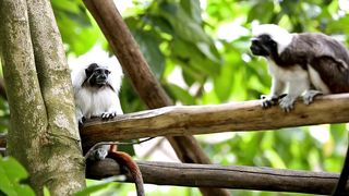 Monkey - animal kingdom