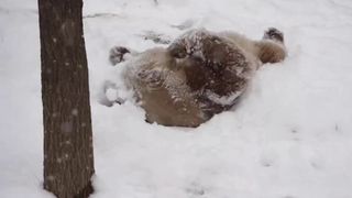 大熊猫小七