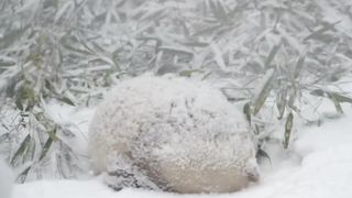 大熊猫小七