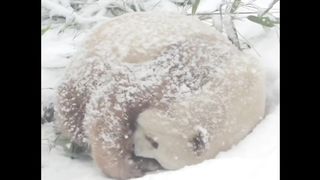 大熊猫小七