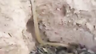 سانپ نے کتے کو پکڑ لیا اپنی دھوم سے